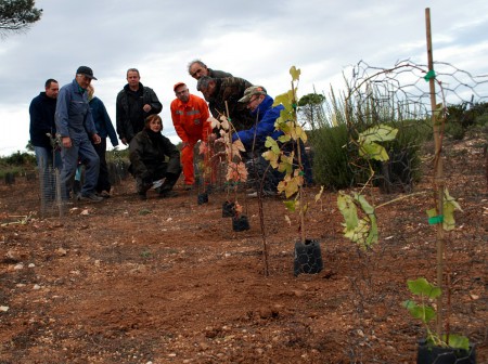 plantation 2010